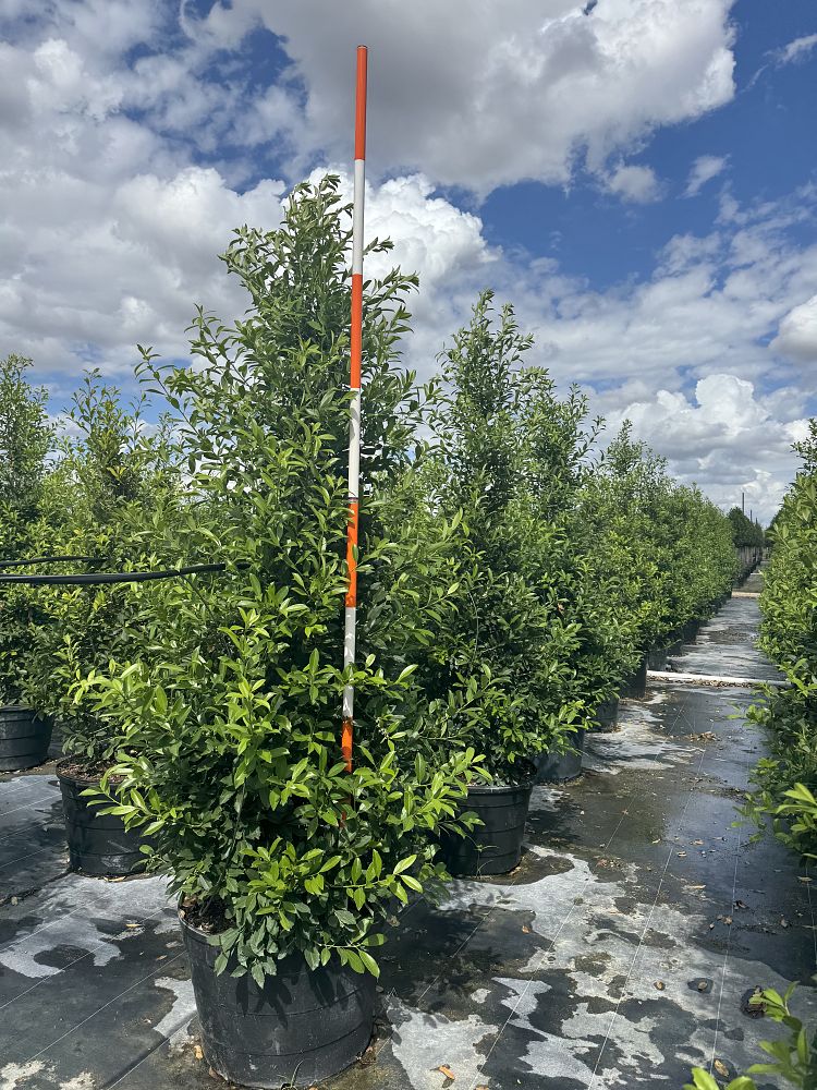 ilex-x-attenuata-eagleston-holly-eagleston-holly