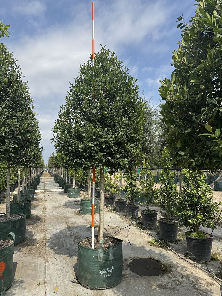 ilex-x-attenuata-eagleston-holly-eagleston-holly