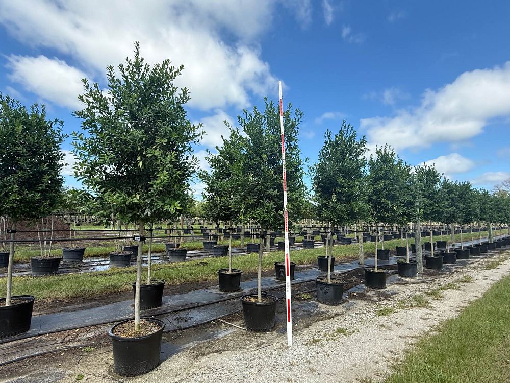 ilex-x-attenuata-eagleston-holly-eagleston-holly