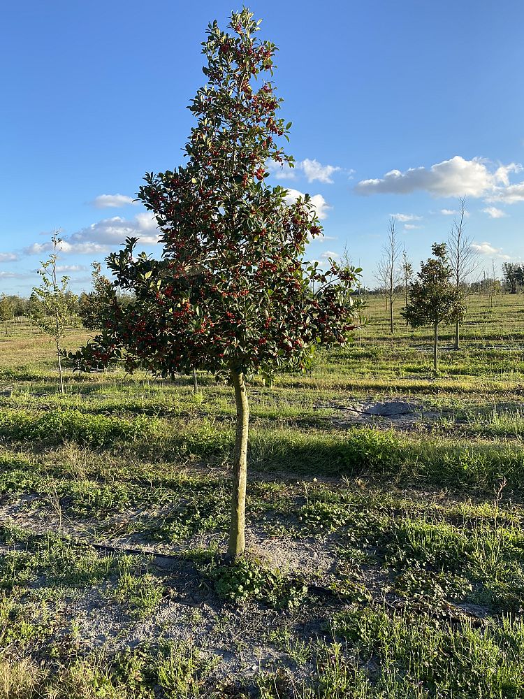 ilex-x-attenuata-eagleston-holly-eagleston-holly