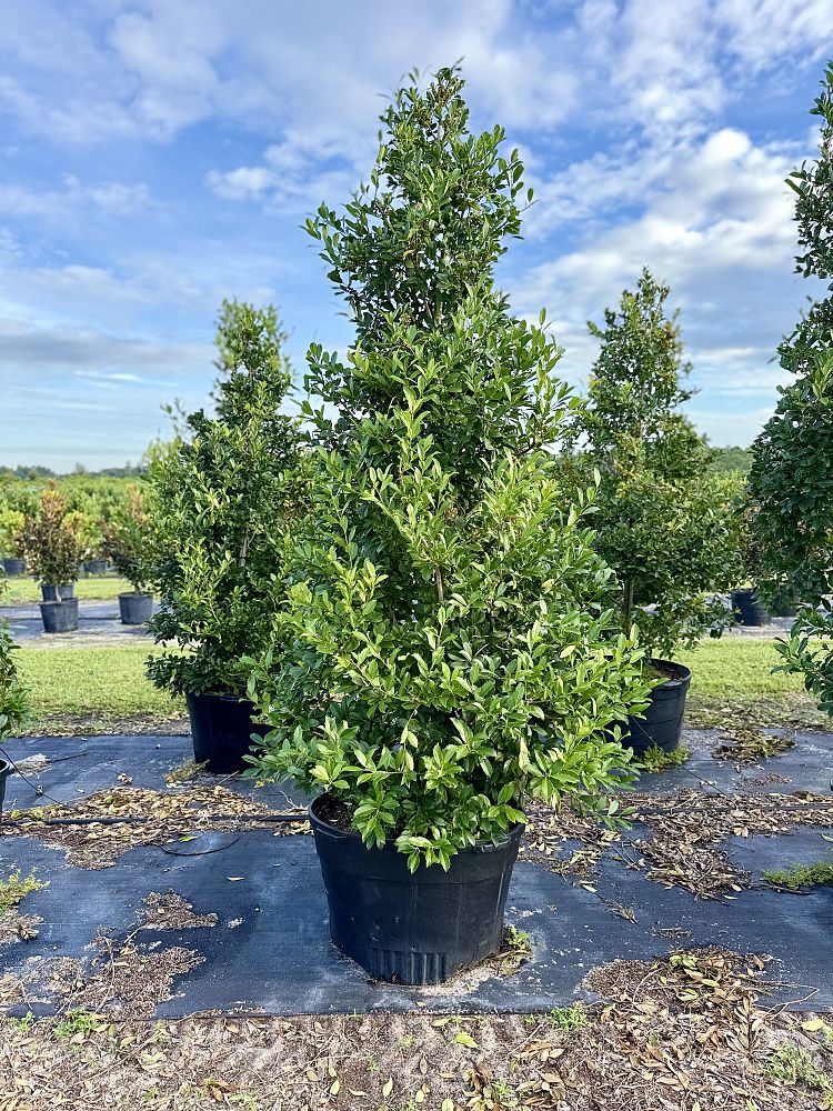 ilex-x-attenuata-eagleston-holly-eagleston-holly