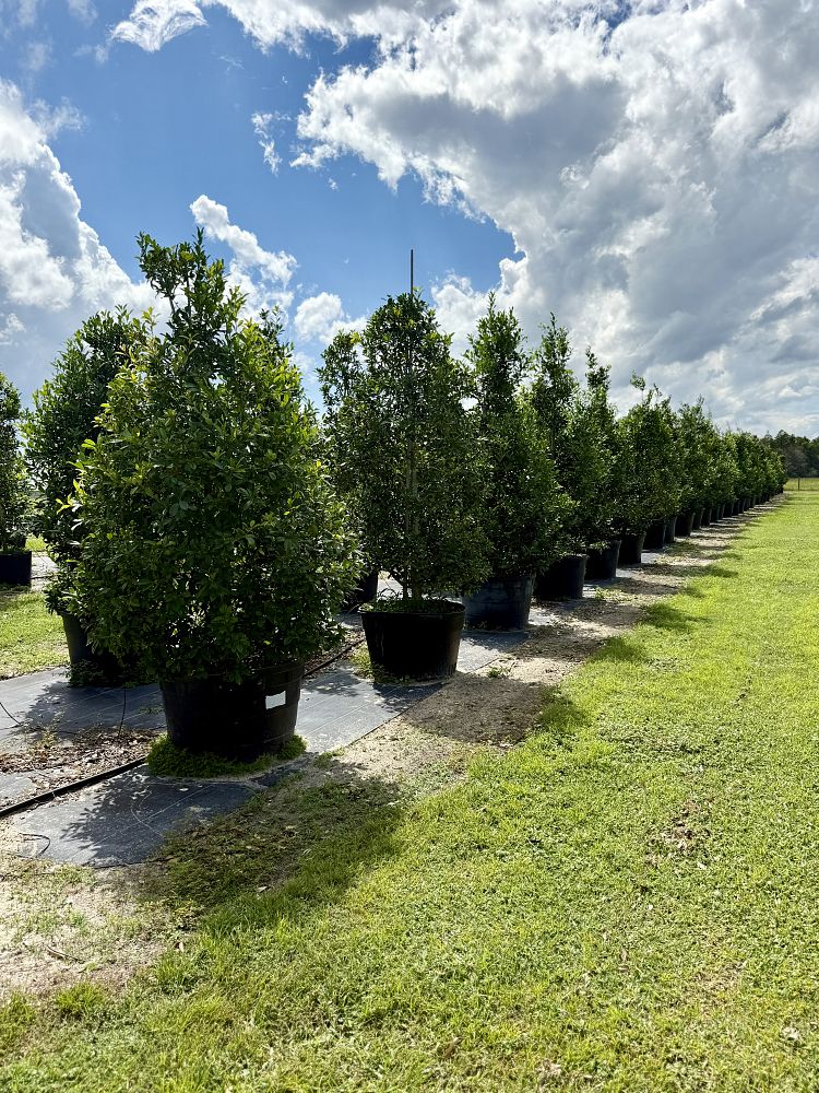 ilex-x-attenuata-eagleston-holly-eagleston-holly