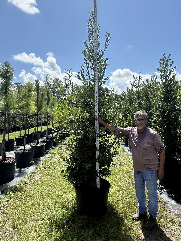 ilex-x-attenuata-eagleston-holly-eagleston-holly
