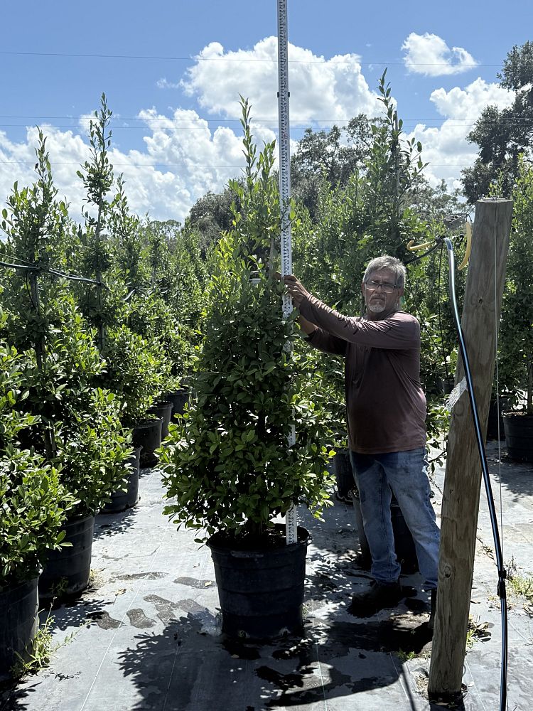ilex-x-attenuata-eagleston-holly-eagleston-holly
