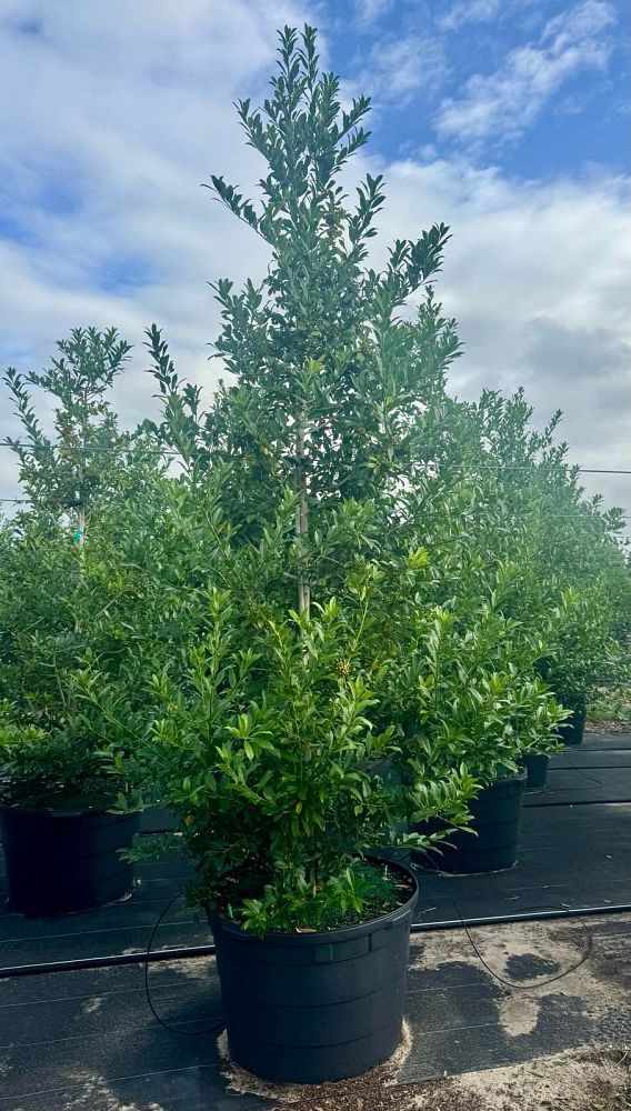 ilex-x-attenuata-eagleston-holly-eagleston-holly