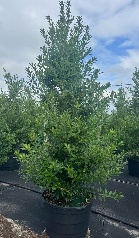 ilex-x-attenuata-eagleston-holly-eagleston-holly