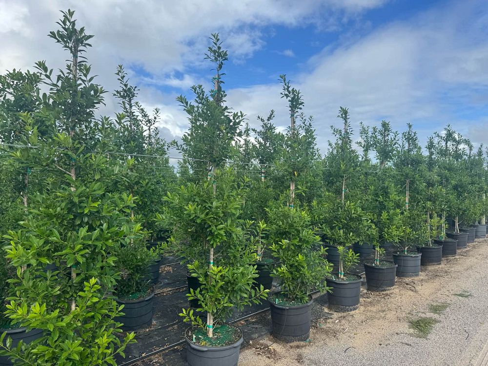 ilex-x-attenuata-eagleston-holly-eagleston-holly