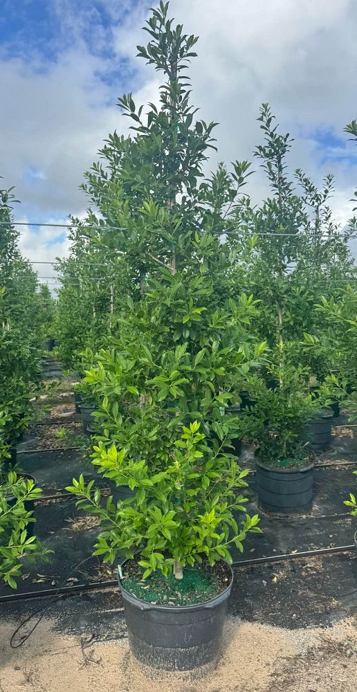 ilex-x-attenuata-eagleston-holly-eagleston-holly