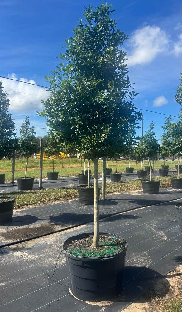ilex-x-attenuata-eagleston-holly-eagleston-holly