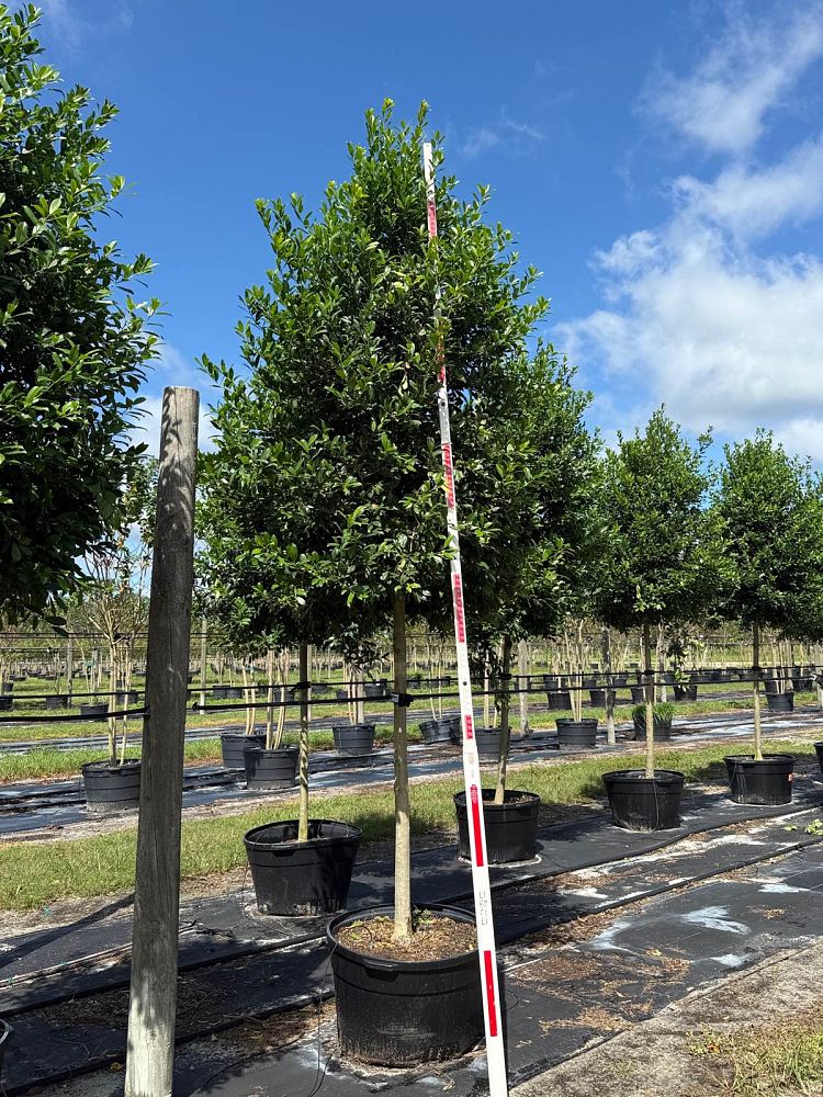 ilex-x-attenuata-eagleston-holly-eagleston-holly