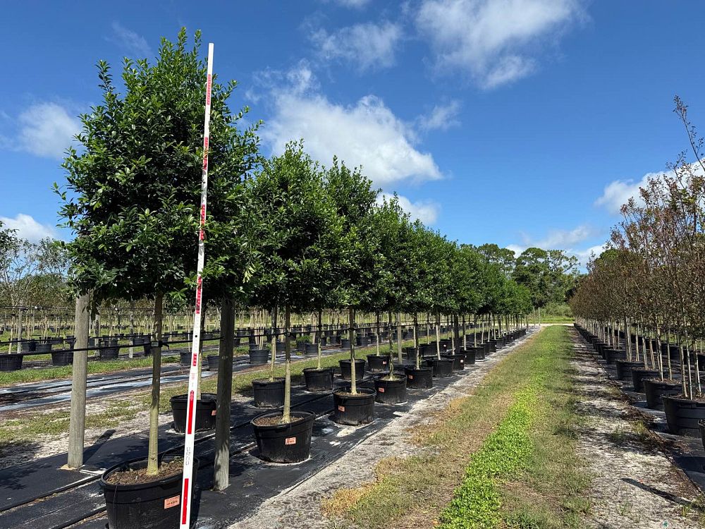 ilex-x-attenuata-eagleston-holly-eagleston-holly