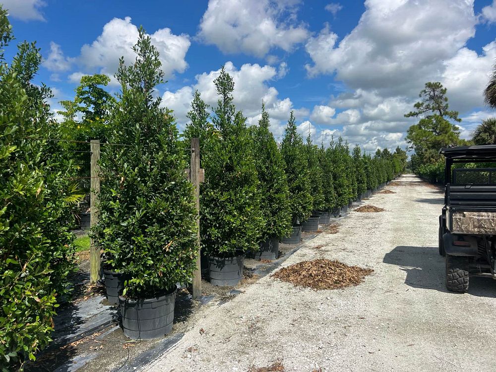ilex-x-attenuata-eagleston-holly-eagleston-holly