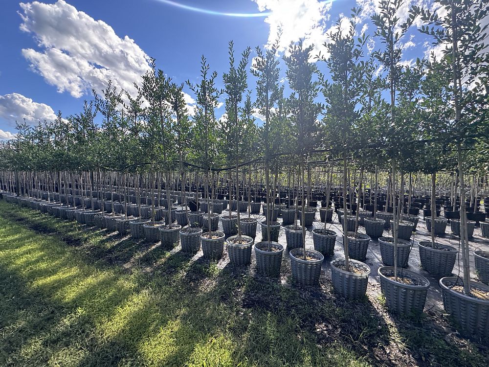 ilex-x-attenuata-eagleston-holly-eagleston-holly