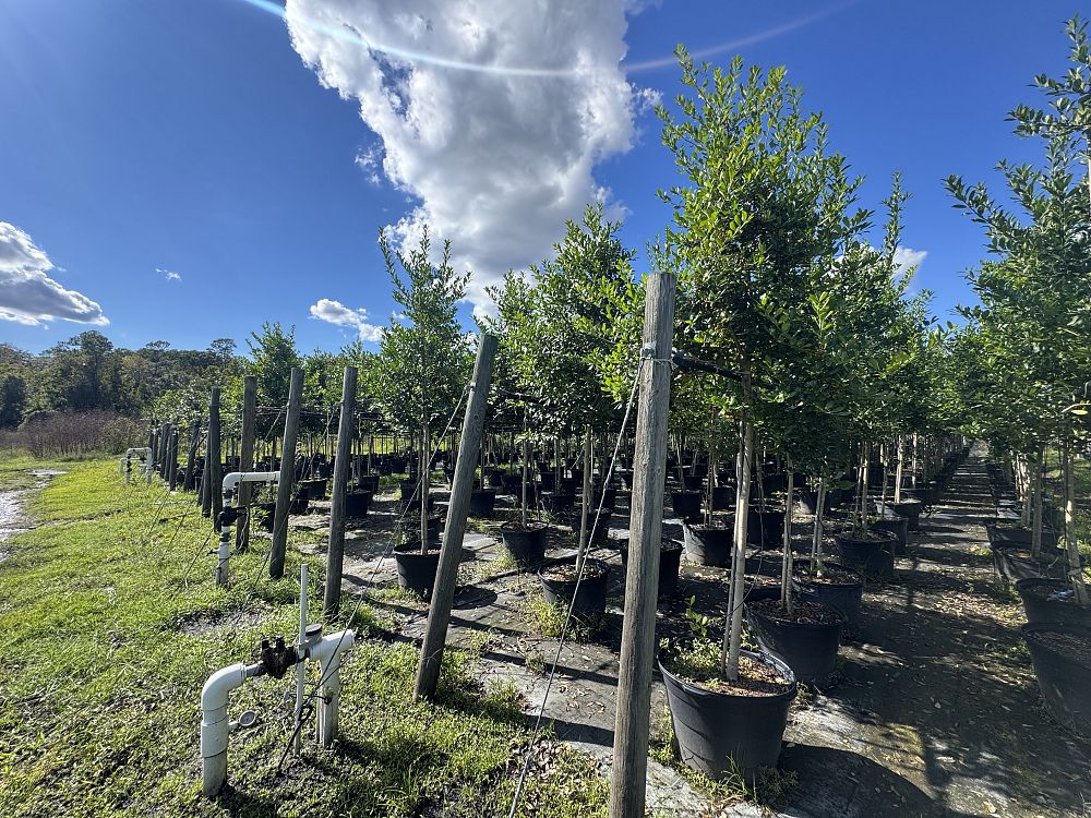 ilex-x-attenuata-eagleston-holly-eagleston-holly
