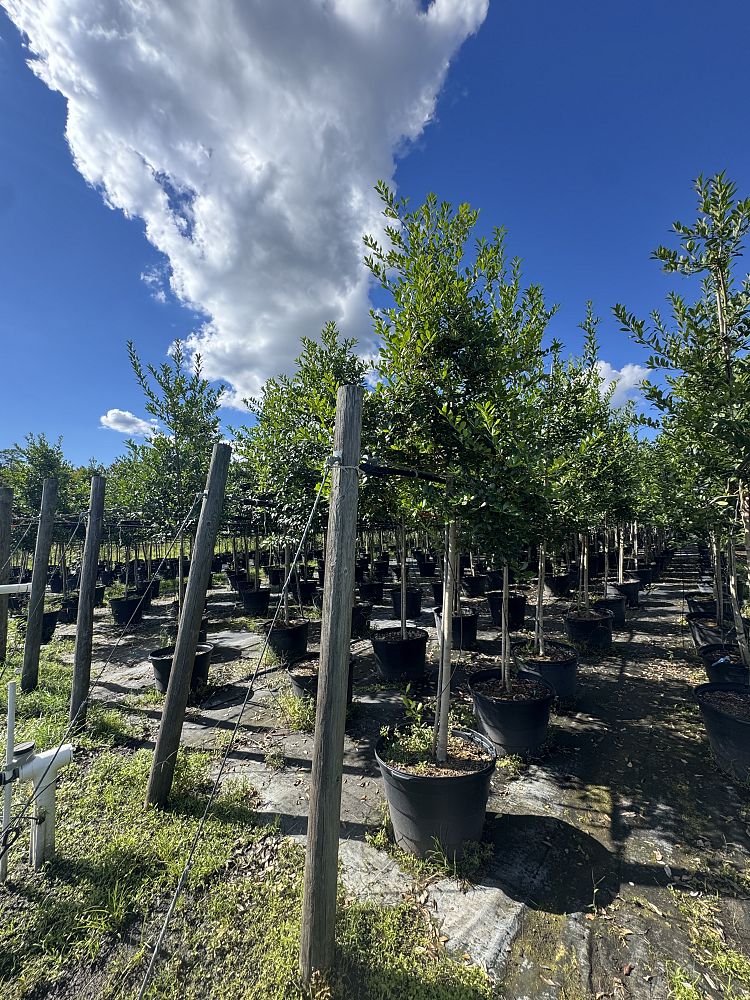 ilex-x-attenuata-eagleston-holly-eagleston-holly