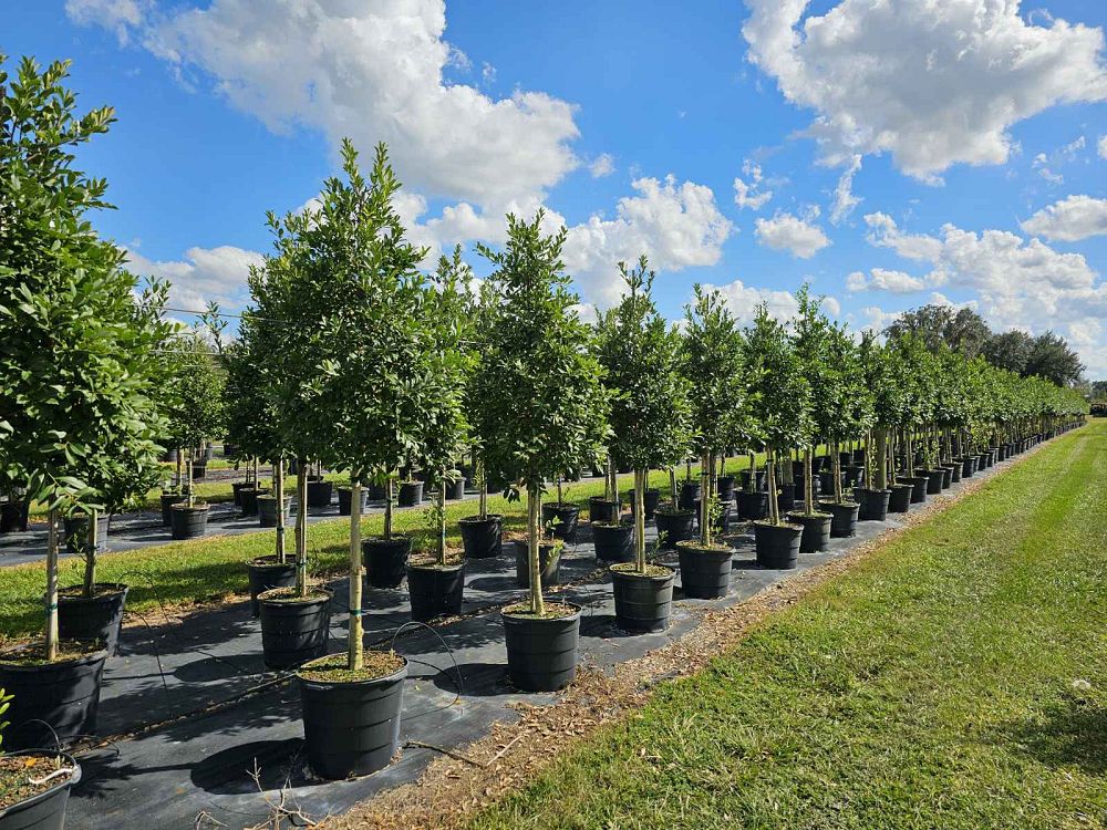 ilex-x-attenuata-eagleston-holly-eagleston-holly