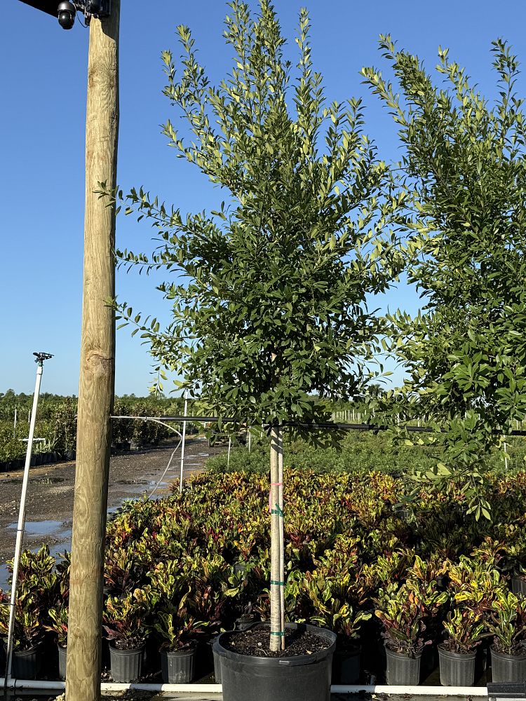 ilex-x-attenuata-eagleston-holly-eagleston-holly