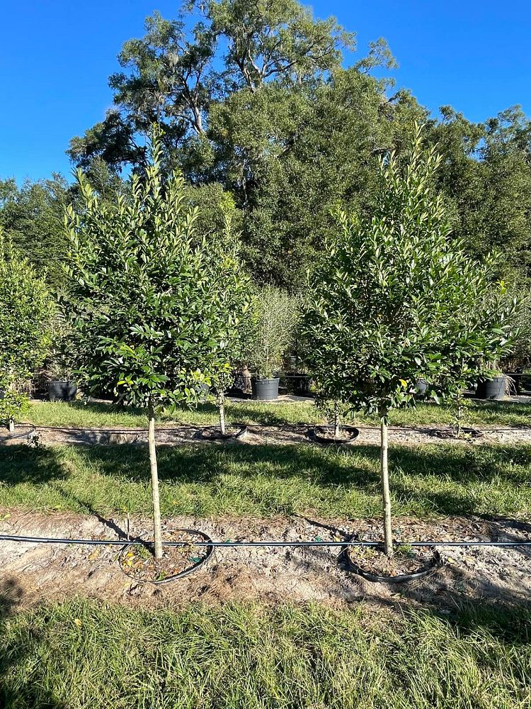 ilex-x-attenuata-eagleston-holly-eagleston-holly