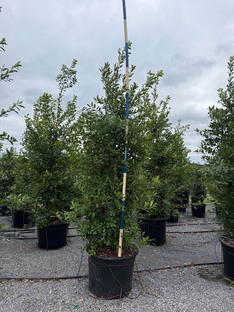 ilex-x-attenuata-eagleston-holly-eagleston-holly