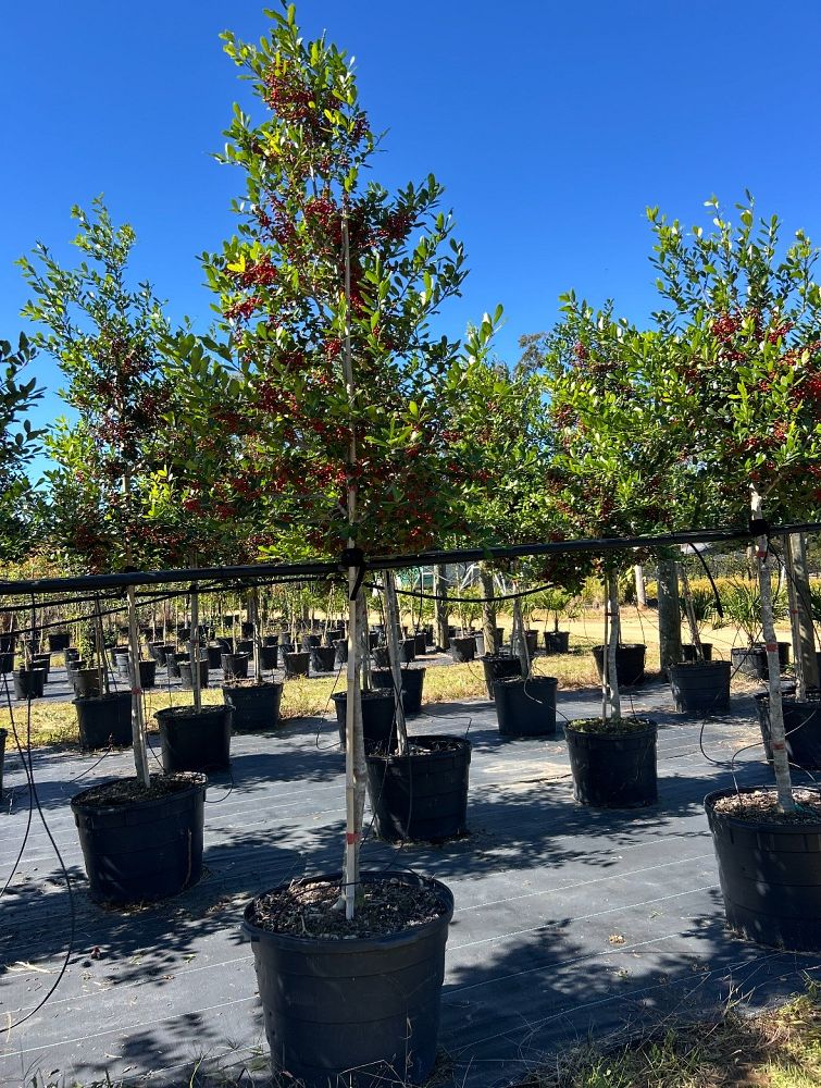 ilex-x-attenuata-eagleston-holly-eagleston-holly