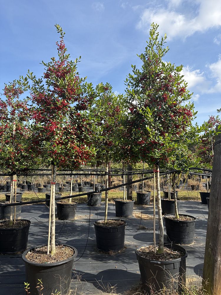 ilex-x-attenuata-eagleston-holly-eagleston-holly