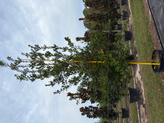 ilex-x-attenuata-eagleston-holly-eagleston-holly