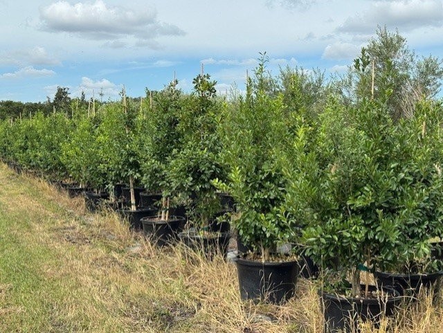 ilex-x-attenuata-eagleston-holly-eagleston-holly
