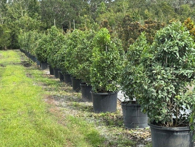 ilex-x-attenuata-eagleston-holly-eagleston-holly