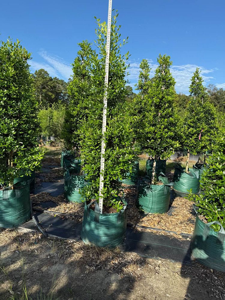ilex-x-attenuata-eagleston-holly-eagleston-holly
