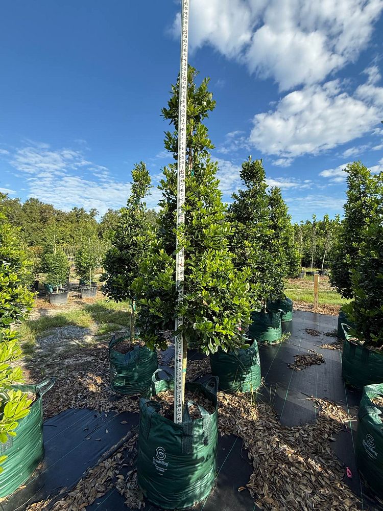 ilex-x-attenuata-eagleston-holly-eagleston-holly