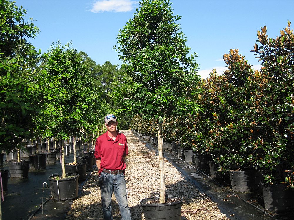 ilex-x-attenuata-eagleston-holly