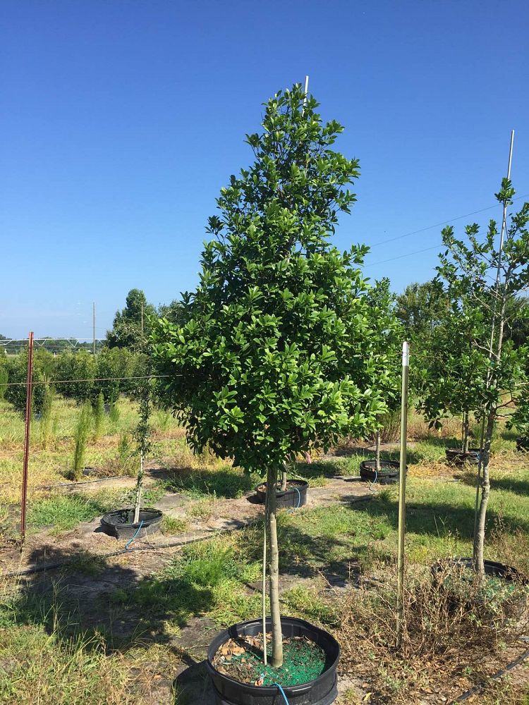 ilex-x-attenuata-eagleston-holly