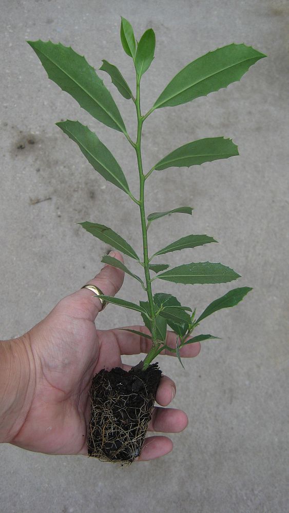 ilex-x-attenuata-eagleston-holly