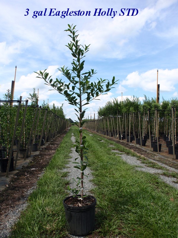 ilex-x-attenuata-eagleston-holly