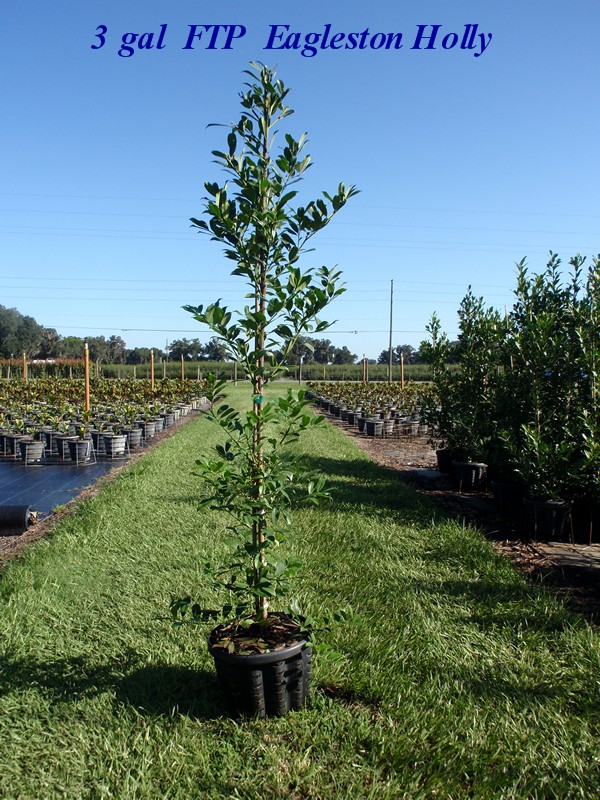 ilex-x-attenuata-eagleston-holly