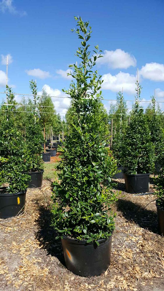 ilex-x-attenuata-eagleston-holly