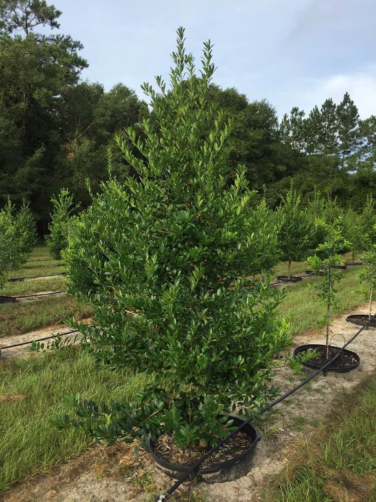 ilex-x-attenuata-eagleston-holly