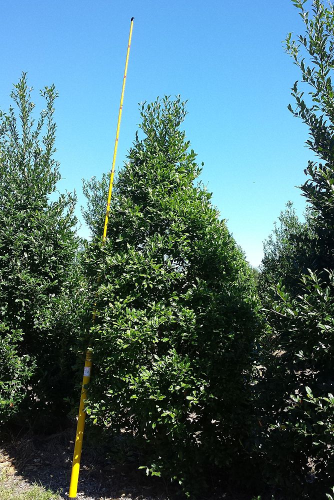 ilex-x-attenuata-eagleston-holly
