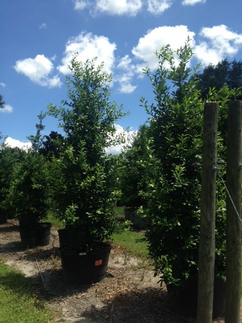 ilex-x-attenuata-eagleston-holly