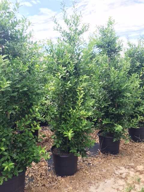 ilex-x-attenuata-eagleston-holly