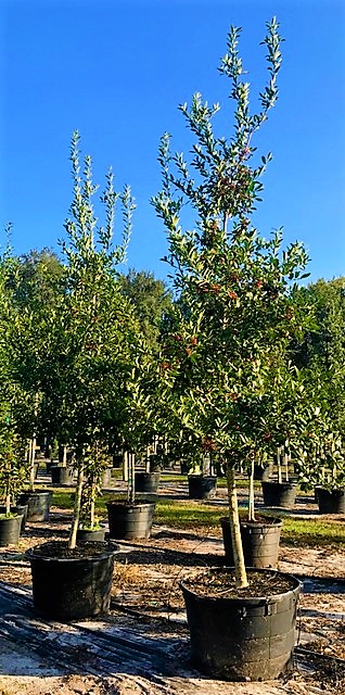 ilex-x-attenuata-eagleston-holly