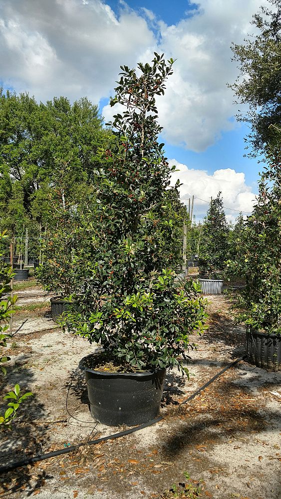 ilex-x-attenuata-eagleston-holly