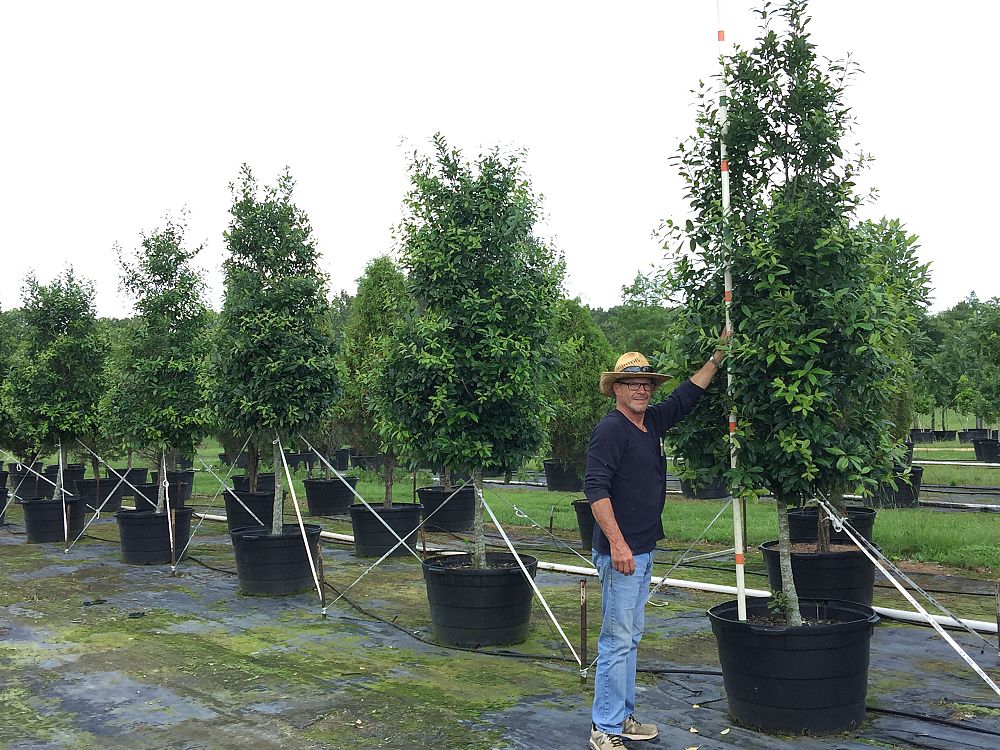 ilex-x-attenuata-eagleston-holly