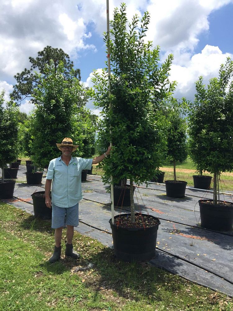 ilex-x-attenuata-eagleston-holly