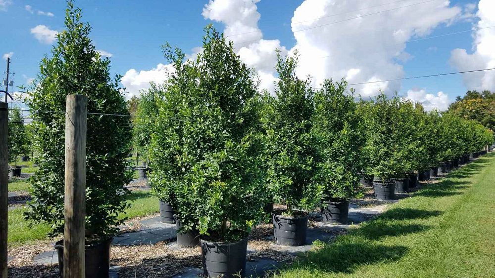 ilex-x-attenuata-eagleston-holly