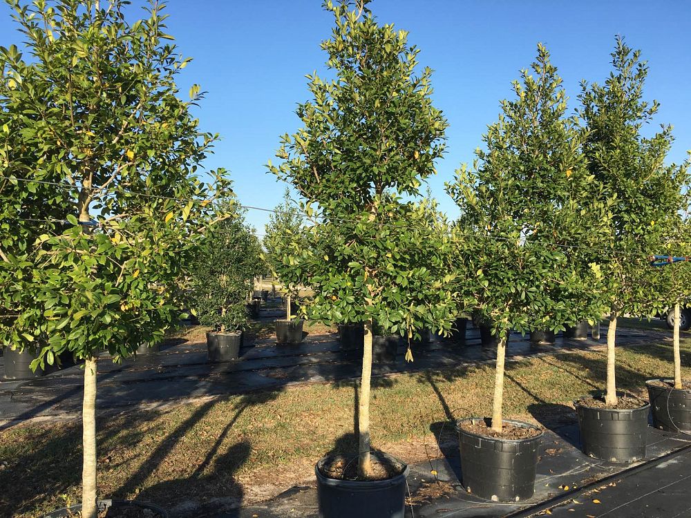 ilex-x-attenuata-eagleston-holly