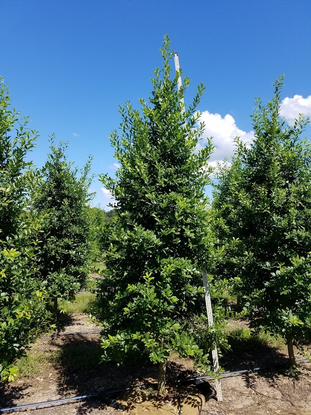 ilex-x-attenuata-eagleston-holly