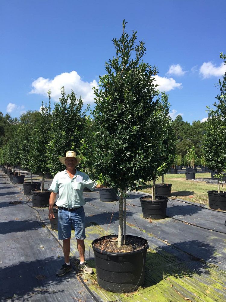ilex-x-attenuata-eagleston-holly