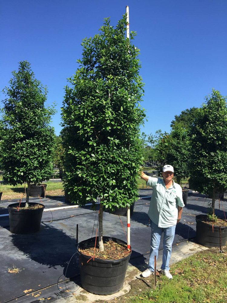 ilex-x-attenuata-eagleston-holly