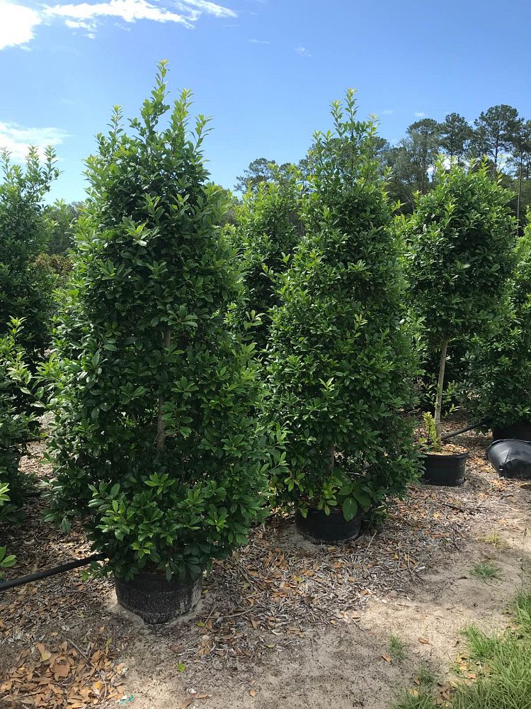 ilex-x-attenuata-eagleston-holly